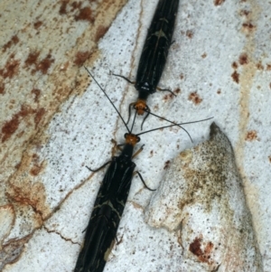 Porismus strigatus at Majura, ACT - 29 Mar 2020