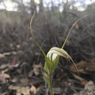 Diplodium ampliatum (Large Autumn Greenhood) at Mount Jerrabomberra QP - 2 Apr 2020 by roachie