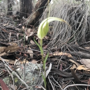 Diplodium ampliatum at Karabar, NSW - 2 Apr 2020