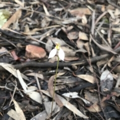 Eriochilus cucullatus (Parson's Bands) at Mount Jerrabomberra QP - 2 Apr 2020 by roachie