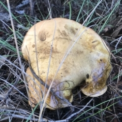 zz bolete at Mount Jerrabomberra - 2 Apr 2020 by roachie