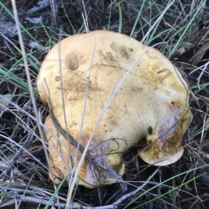 zz bolete at Jerrabomberra, NSW - 2 Apr 2020 06:30 PM