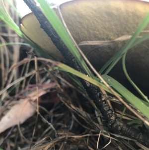 zz bolete at Jerrabomberra, NSW - 2 Apr 2020