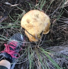 zz bolete at Jerrabomberra, NSW - 2 Apr 2020 06:30 PM