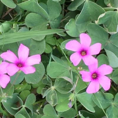 Oxalis articulata (Shamrock) at Acton, ACT - 1 Apr 2020 by JaneR