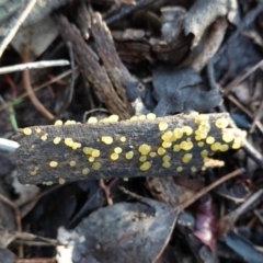 Dacrymyces sp. at Deakin, ACT - 2 Apr 2020 by JackyF
