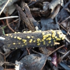 Dacrymyces sp. at Red Hill Nature Reserve - 2 Apr 2020 by JackyF