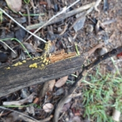 Dacrymyces sp. at Deakin, ACT - 2 Apr 2020