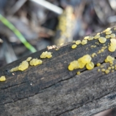 Dacrymyces sp. at Deakin, ACT - 2 Apr 2020 06:13 PM