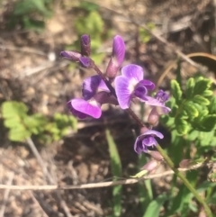 Glycine tabacina (Variable Glycine) at Mount Taylor - 25 Mar 2020 by George