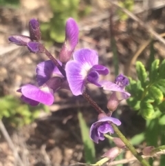 Glycine tabacina at Tuggeranong DC, ACT - 26 Mar 2020 03:43 AM