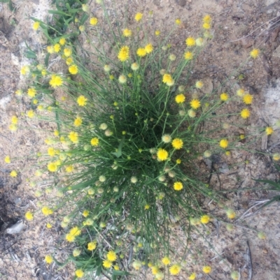 Calotis lappulacea (Yellow Burr Daisy) at Pearce, ACT - 25 Mar 2020 by George