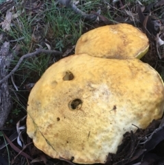 zz bolete at Mount Majura - 2 Apr 2020 by JaneR