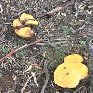 zz bolete at Watson, ACT - 2 Apr 2020 06:13 PM