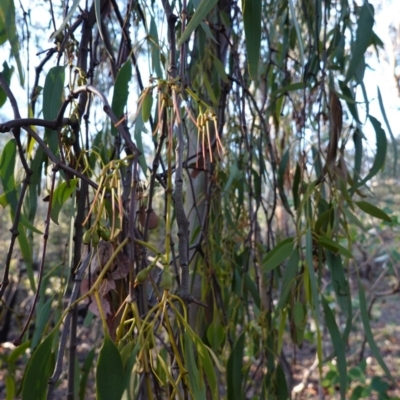Amyema miquelii (Box Mistletoe) at Red Hill Nature Reserve - 2 Apr 2020 by JackyF