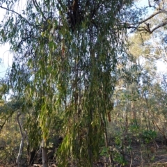 Amyema miquelii at Hughes, ACT - 2 Apr 2020