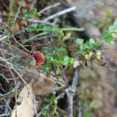 Bossiaea buxifolia (Matted Bossiaea) at Red Hill Nature Reserve - 2 Apr 2020 by JackyF