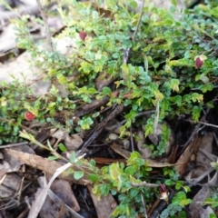 Bossiaea buxifolia at Hughes, ACT - 2 Apr 2020