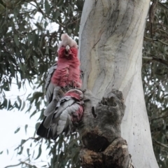 Eolophus roseicapilla (Galah) at Hughes, ACT - 2 Apr 2020 by JackyF