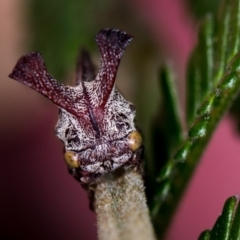 Ceraon sp. (genus) (2-horned tree hopper) at Bruce, ACT - 9 Feb 2019 by Bron