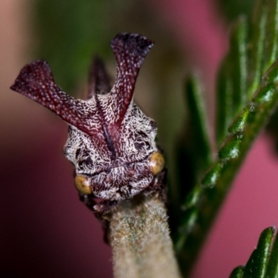 Ceraon sp. (genus) (2-horned tree hopper) at Bruce, ACT - 10 Feb 2019 by Bron