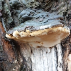 Phellinus sp. (non-resupinate) (A polypore) at Hughes Grassy Woodland - 2 Apr 2020 by JackyF