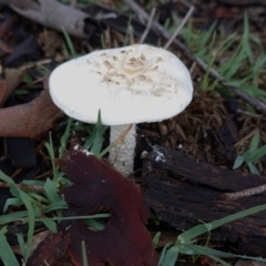 Amanita sp. (Amanita sp.) at Deakin, ACT - 2 Apr 2020 by JackyF