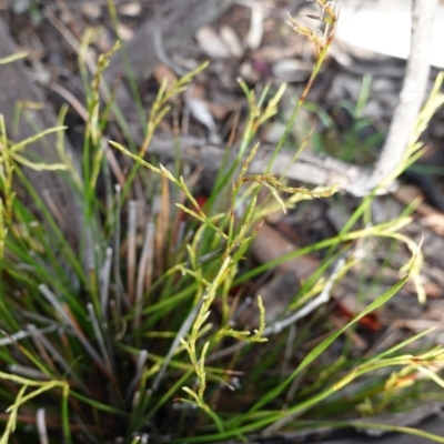Lepidosperma laterale (Variable Sword Sedge) at Red Hill Nature Reserve - 2 Apr 2020 by JackyF
