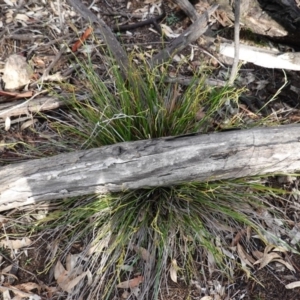 Lepidosperma laterale at Hughes, ACT - 2 Apr 2020