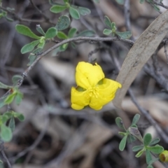 Hibbertia obtusifolia (Grey Guinea-flower) at Hughes, ACT - 2 Apr 2020 by JackyF