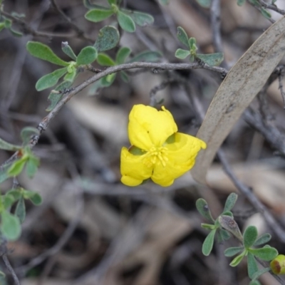 Hibbertia obtusifolia (Grey Guinea-flower) at Federal Golf Course - 2 Apr 2020 by JackyF