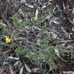 Hibbertia obtusifolia at Hughes, ACT - 2 Apr 2020