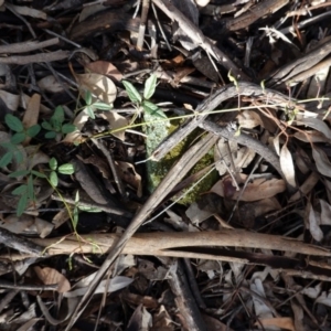 Grona varians at Hughes, ACT - 2 Apr 2020 05:19 PM