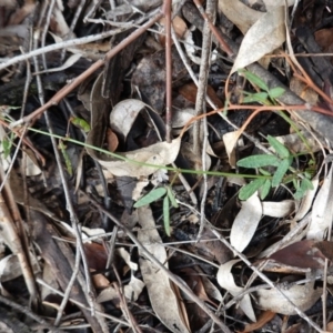 Grona varians at Hughes, ACT - 2 Apr 2020 05:19 PM