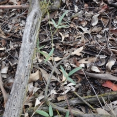 Grona varians at Hughes, ACT - 2 Apr 2020 05:19 PM