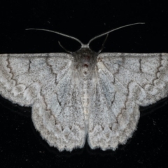 Crypsiphona ocultaria (Red-lined Looper Moth) at Lilli Pilli, NSW - 1 Apr 2020 by jb2602