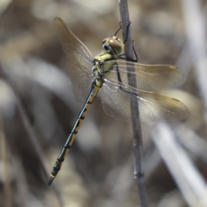 Hemicordulia tau at Dunlop, ACT - 14 Feb 2020 11:22 AM