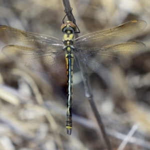 Hemicordulia tau at Dunlop, ACT - 14 Feb 2020 11:22 AM