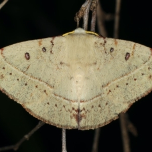 Anthela acuta at Lilli Pilli, NSW - 1 Apr 2020 11:41 PM