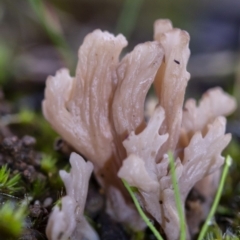 Unidentified Fungus (TBC) at Penrose, NSW - 2 Apr 2020 by Aussiegall