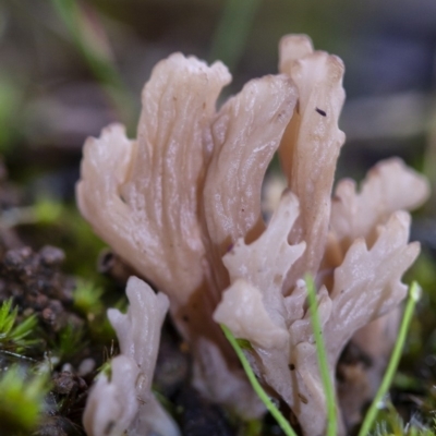 Unidentified Fungus at Penrose - 2 Apr 2020 by Aussiegall