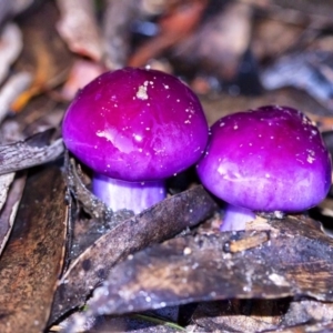 Cortinarius archeri s.l. at Penrose - 2 Apr 2020 06:19 PM