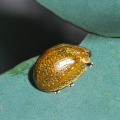 Paropsisterna cloelia (Eucalyptus variegated beetle) at Dunlop, ACT - 1 Apr 2020 by Harrisi