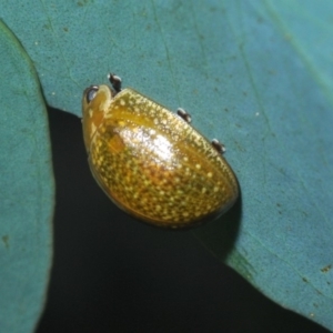 Paropsisterna cloelia at Dunlop, ACT - 1 Apr 2020