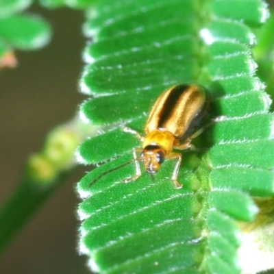Monolepta froggatti (Leaf beetle) at Aranda Bushland - 31 Mar 2020 by Harrisi
