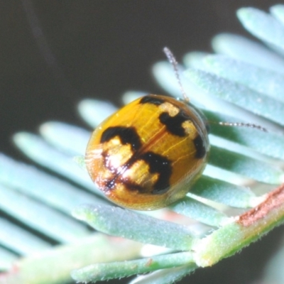 Peltoschema maculiventris (Leaf beetle) at Aranda, ACT - 31 Mar 2020 by Harrisi