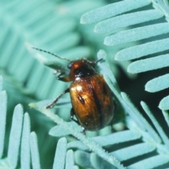 Rhyparida sp. (genus) (Leaf beetle) at Aranda Bushland - 31 Mar 2020 by Harrisi