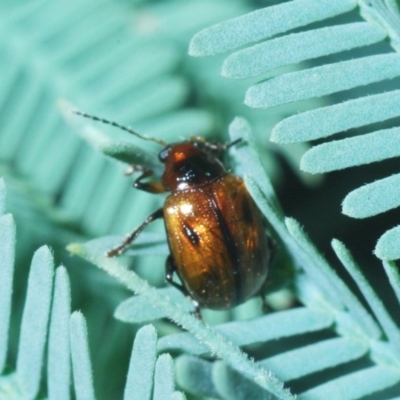 Rhyparida sp. (genus) (Leaf beetle) at Aranda Bushland - 31 Mar 2020 by Harrisi