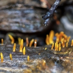 Unidentified Fungus at Penrose, NSW - 2 Apr 2020 by Aussiegall