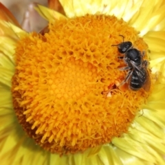 Lasioglossum (Chilalictus) sp. (genus & subgenus) (Halictid bee) at Acton, ACT - 15 Mar 2020 by TimL